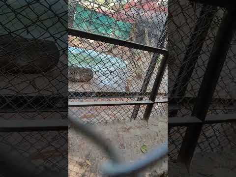 White Tiger in  Zoo