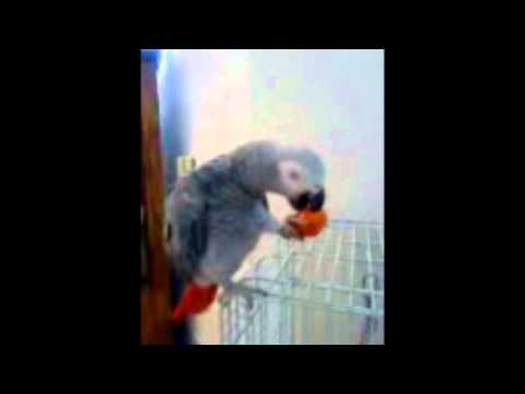 لميس في بيتنا  Lamees in home