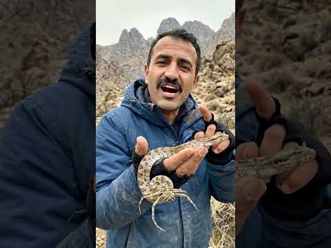 أغرب أفعى في العالم بذيل يشبه العنكبوت 🕷️🐍 (لن تصدق كيف تصطاد!) #shortvideo