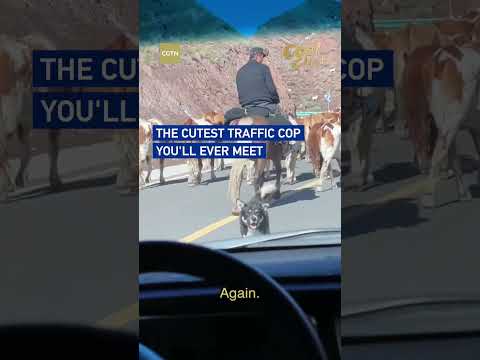 The cutest traffic cop you'll ever meet