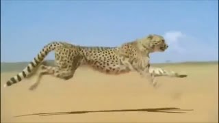 twenty one pilots - Pet Cheetah (Unofficial Video)