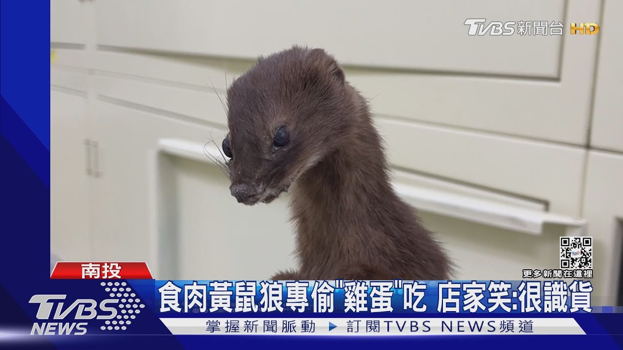 黃鼠狼給雞拜年...不安好心「真的偷蛋！」　店家佈鐵籠抓到了