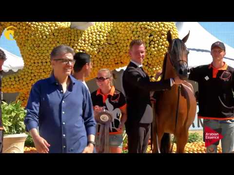 3 rd place, N.44 BELLADONNA AT - MENTON 2017 - Junior Female Championship (Class 12)