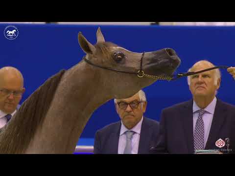 N 42 D JUDI   Dubai Arabian Horse Show 2020   Fillies 2 Years Old Class 3