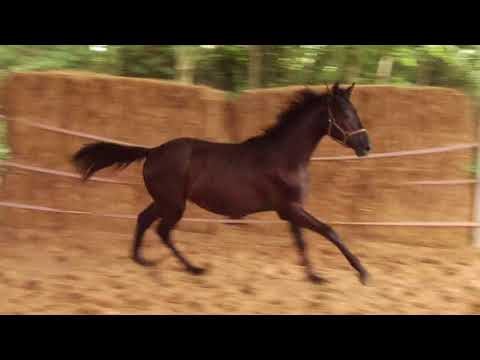 Beau Gosse von Lossow geb. 2017 Jährling