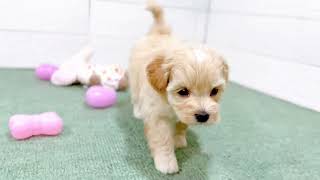 ハーフ犬の動画01