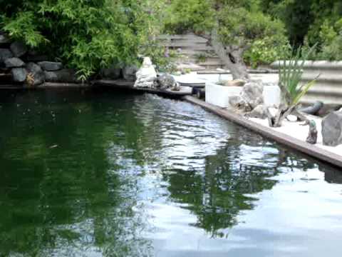 comment construire un bassin pour koi
