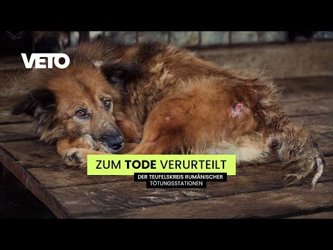 Das System Tötungsstation | Rumänische Straßenhunde gefangen im Teufelskreis