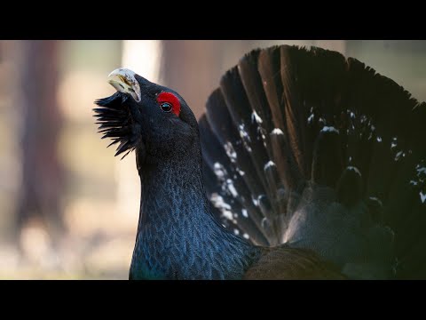 Lekking capercaillie in Russia