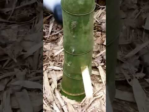 生垣用の非トレース竹の種類 バンブーサ マルチプレックス アルフォンス・カー