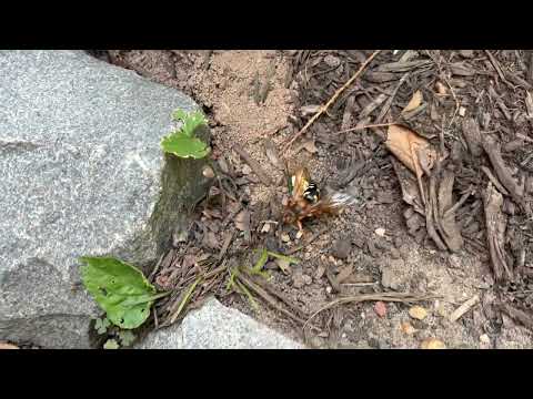 Cicada Killer Wasp Hiding Under Splash Block...