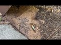 Cicada Killer Wasp Hiding Under Splash Block in Rumson, NJ