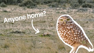 Searching for BURROWING OWLS at Antelope Island