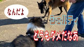 【シェルティ】どうもダメだなあ【フランス田舎暮らし🇫🇷】#犬の散歩 #賢い犬 #犬のいる暮らし #マイペースな犬