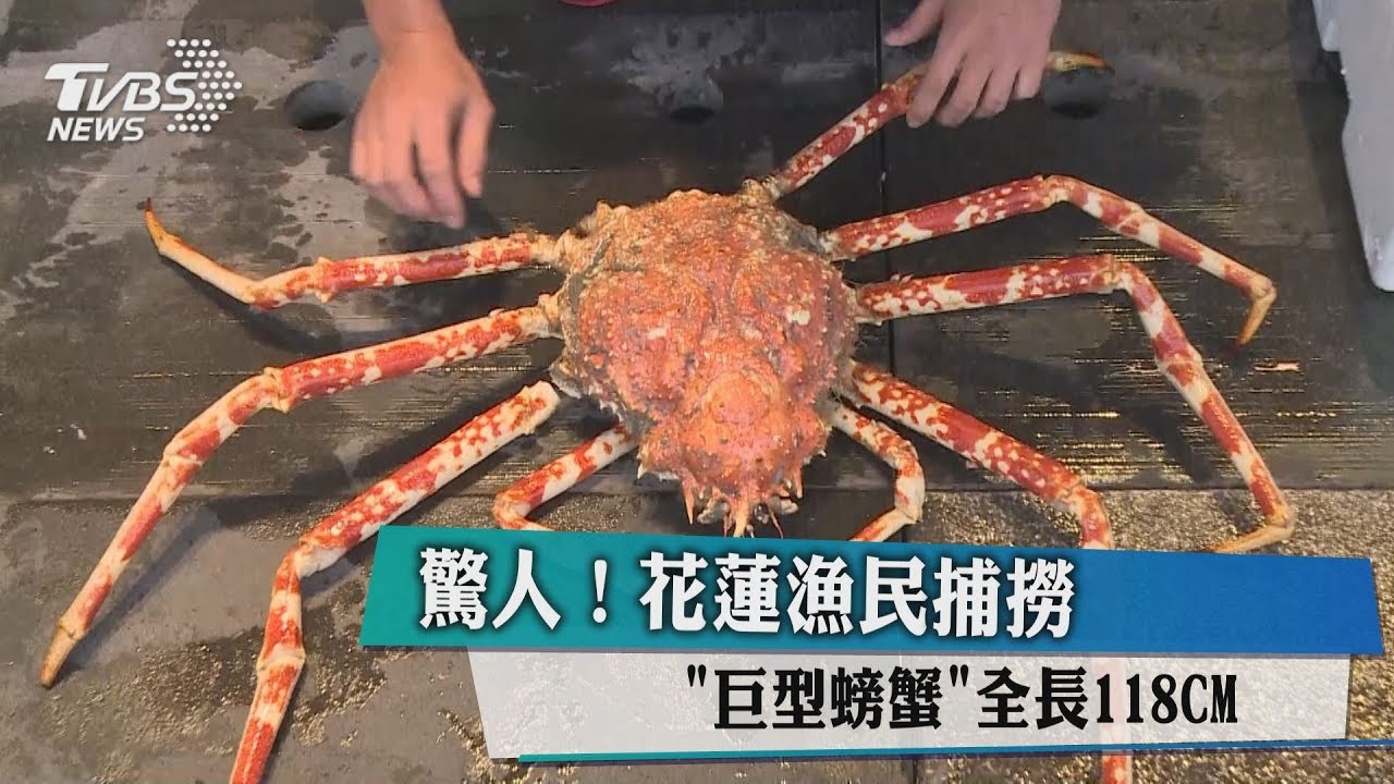 驚人！花蓮漁民捕撈「巨型螃蟹」　全長118CM