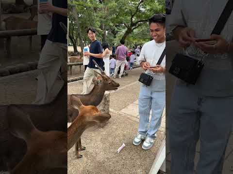 Have you fed a deer before? 🤭🦌