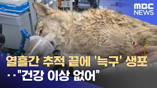 열흘간 추적 끝에 '늑구' 생포‥건강 이상 없어 (2026.04.17/뉴스투데이/MBC)