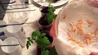 Wassermelonen anbauen. #Part 10# Die Mexikanische Mini Melonen bekommt Rankenhilfe!