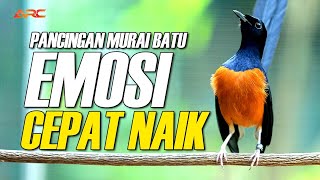 MURAI BATU GACOR FULL ISIAN TEMBAKAN DAN KRETEKAN AMPUH MENDONGKRAK EMOSI