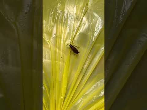 Scarafaggi 🪳Blatella, Blatta. #scarafaggi #BlattellaMilano #horror #nature #danger