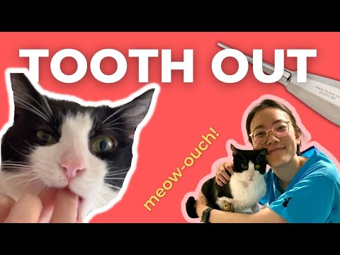 My cat broke his tooth..