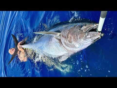 Thon rouge de plus de 200kg en Corse