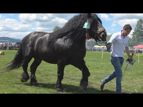 Parada cailor | Marginea, Suceava 28.mai. 2017