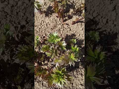 фото любисток 0