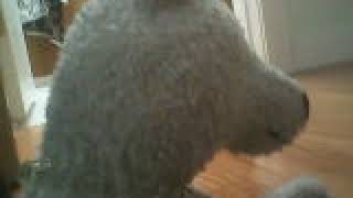 Beary is going to school