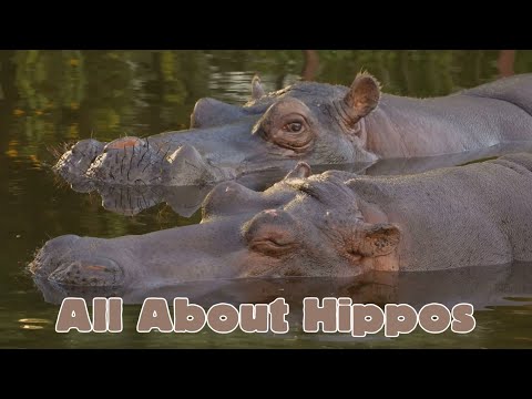All About Hippos! Animal Science for Kids #hippo #hippopotamus #wildlifeeducation
