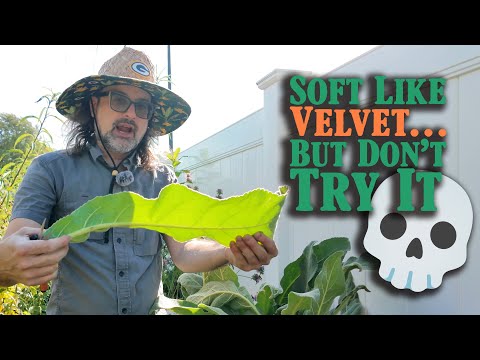 This ‘Cowboy Toilet Paper’ Plant Is Actually Medicinal 🪻