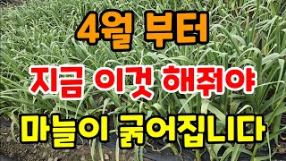 마늘이 노랗게 마르는 이유 지금 이렇게 해야 굵은 마늘 수확합니다 4월이 마늘농사 가장 중요한 시기 #마늘키…