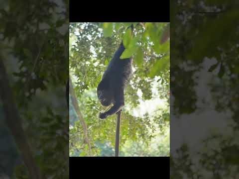 Camping Sites Open in Mundo Maya Guest Houses in San Jose Peten  #ecoglamping  #ecotent