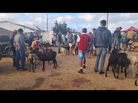 FEIRA DE CAPRINOS É OVINOS EM: ARARA-PB!!! 🌵📹🐖🐐