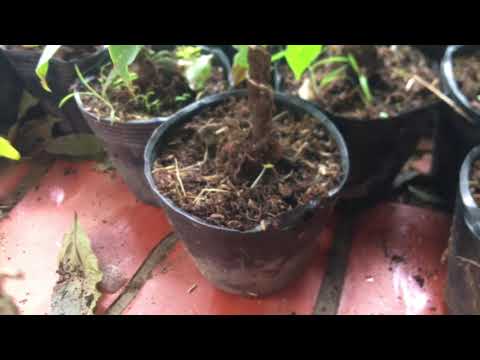 Cách chăm sóc mai vàng mùa mưa ngừa  bệnh rệp sáp và kiến trú ẩn trên gốc @maivangngoi