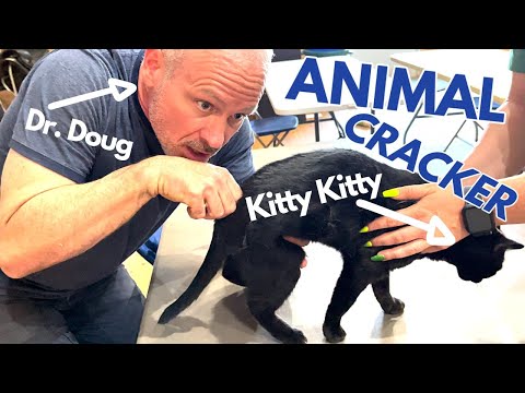CAN A CAT GET A CHIROPRACTIC ADJUSTMENT?  (WATCH THIS)