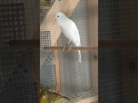 Irish fancy canarys IRELAND Oct 3 2022