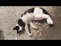 Resting And Rolling Tuxedo Cat With Pink Nose