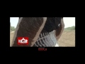 NGR Malligadu Telugu Movie Trailer1