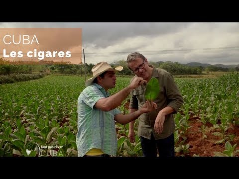 download lagu mp3 mp4 Cigare Cuba, download lagu Cigare Cuba gratis, unduh video klip Cigare Cuba