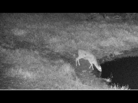 Djuma: Duiker female gets a drink - 19:09 - 09/09/18