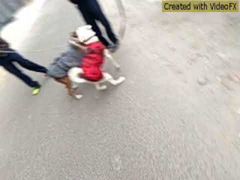 Dog 🐕is funny video hariom