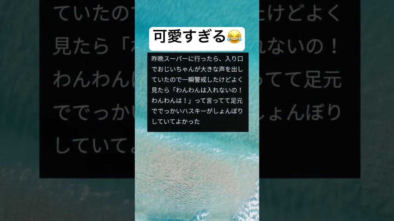 癒されるwww #shorts #おもしろ #スーパー #おじいちゃん #犬