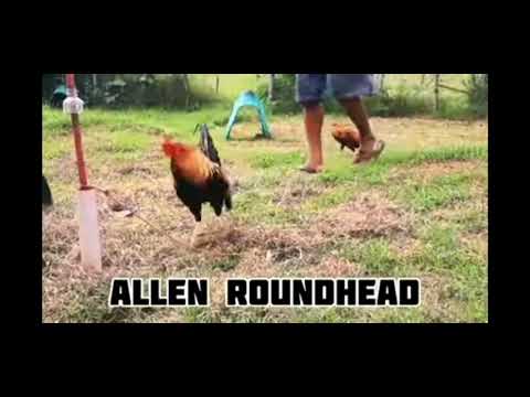 MDR GAMEFARM In ILOILO CITY Farm VISIT DON.RYAN VILLEANEUVA.Fore Viweng Unly