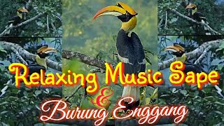 Download lagu Relaxing sape dayak borneo dengan burung enggang atau rangkong mp3