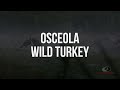 Osceola Wild Turkey Gobbles | A Mossy Oak Compilation - Mossy Oak Osceola Wild Turkey Gobbles | A Mossy Oak Compilation