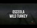 Osceola Wild Turkey Gobbles | A Mossy Oak Compilation