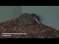 Second Kiwi Chick Of 2019 Hatches At Smithsonian Conservation Biology Institute