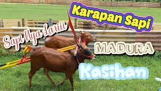 Download lagu Ada Lomba Lari Cepat Hewan !! Karapan Sapi 🐄  Madura mp3