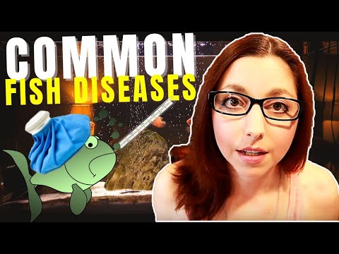 , title : '5 Common Fish Diseases And How To Spot And Treat Them'